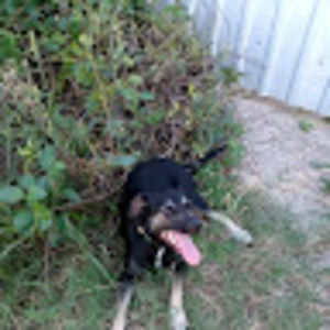 Meet your Posher, Junior